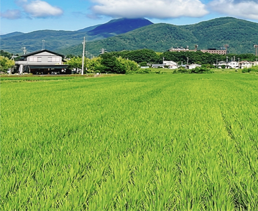 田園風景の写真